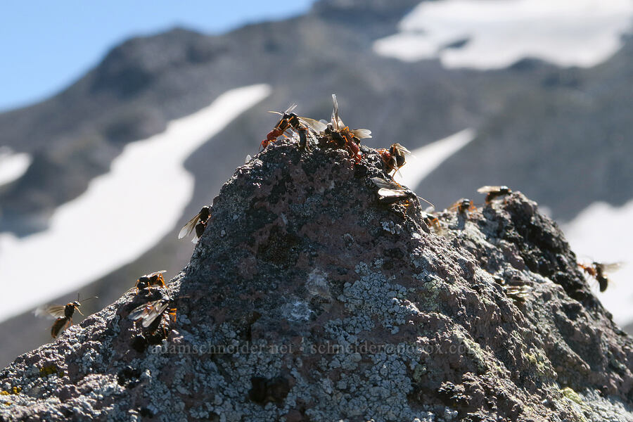 hilltopping ants (Formica aserva) [Ho Rock, Mt. Hood Wilderness, Hood River County, Oregon]