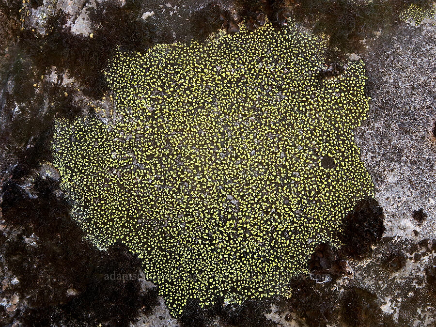 crustose lichen [Co Rock, Mt. Hood Wilderness, Clackamas County, Oregon]