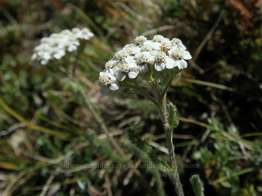 miniature yarrow (Achillea millefolium) [Cathedral Ridge, Mt. Hood Wilderness, Clackamas County, Oregon]