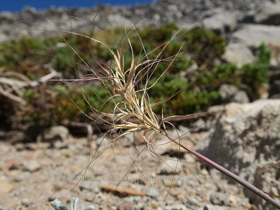 squirrel-tail grass (Elymus elymoides) [Cathedral Ridge, Mt. Hood Wilderness, Clackamas County, Oregon]