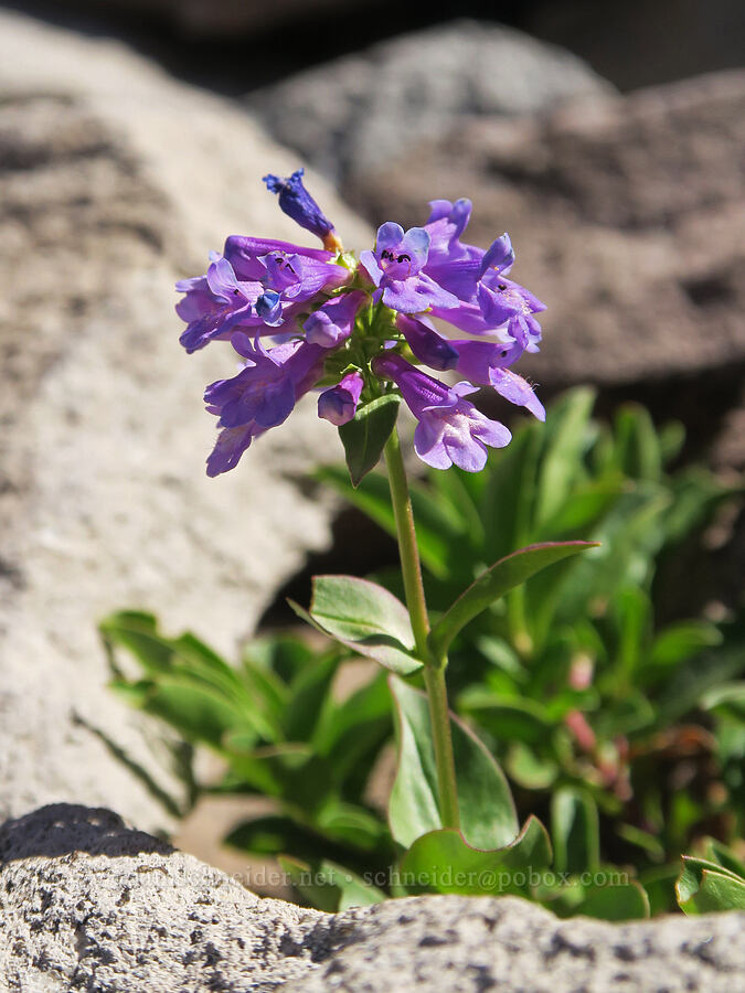 small-flowered penstemon (Penstemon procerus) [Cathedral Ridge, Mt. Hood Wilderness, Hood River County, Oregon]