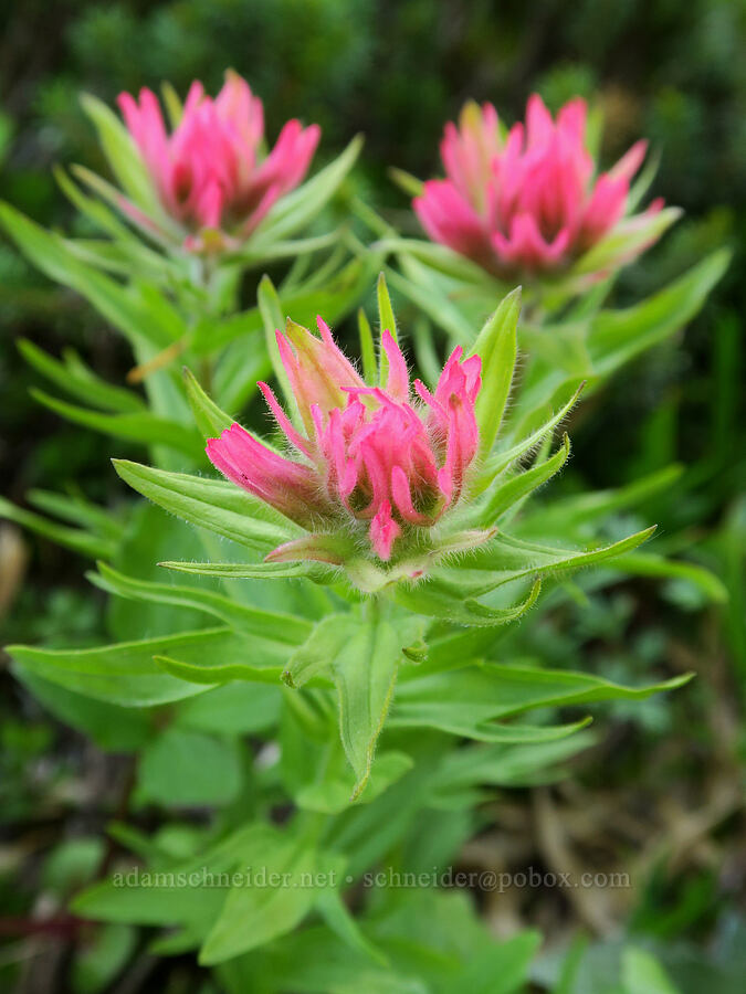 magenta paintbrush (Castilleja parviflora var. oreopola) [Cathedral Ridge, Mt. Hood Wilderness, Hood River County, Oregon]