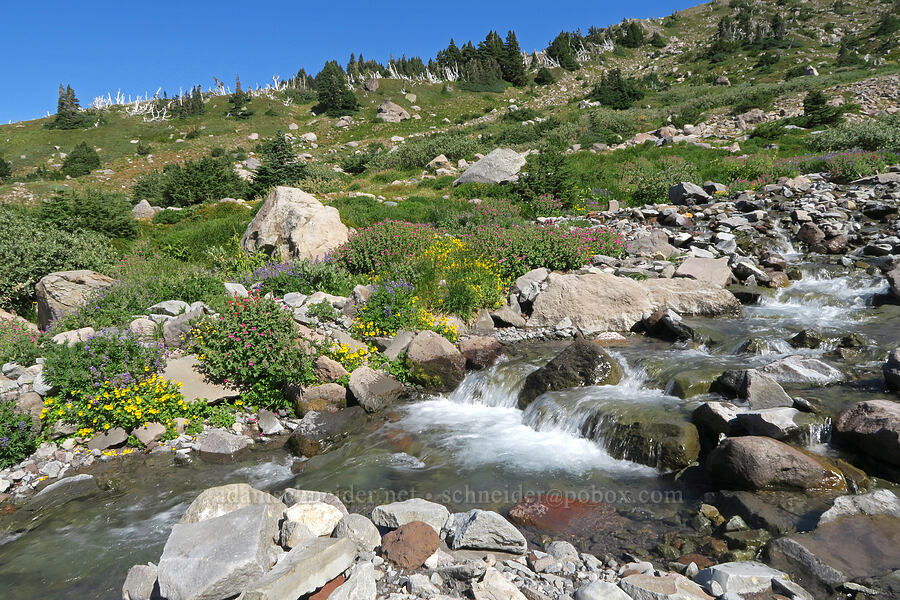 wildflowers & Glisan Creek (Erythranthe guttata (Mimulus guttatus), Erythranthe lewisii (Mimulus lewisii), Lupinus latifolius) [Glisan Creek, Mt. Hood Wilderness, Hood River County, Oregon]