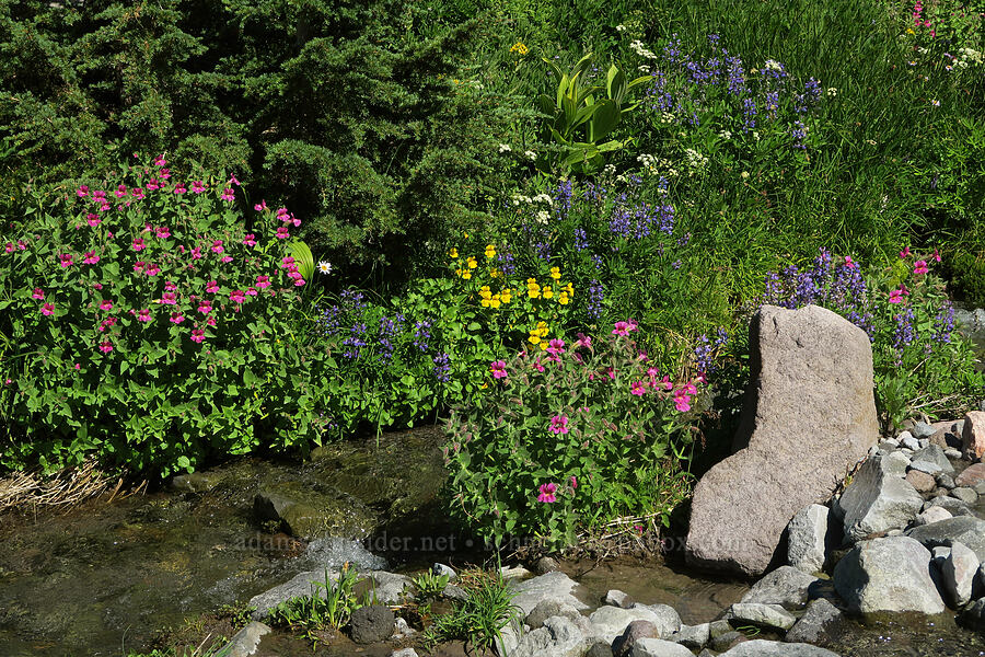 wildflowers & Glisan Creek (Erythranthe lewisii (Mimulus lewisii), Erythranthe guttata (Mimulus guttatus), Lupinus latifolius, Ligusticum grayi) [Glisan Creek, Mt. Hood Wilderness, Hood River County, Oregon]