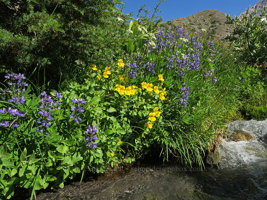 lupines & monkeyflower (Lupinus latifolius, Erythranthe guttata (Mimulus guttatus)) [Glisan Creek, Mt. Hood Wilderness, Hood River County, Oregon]
