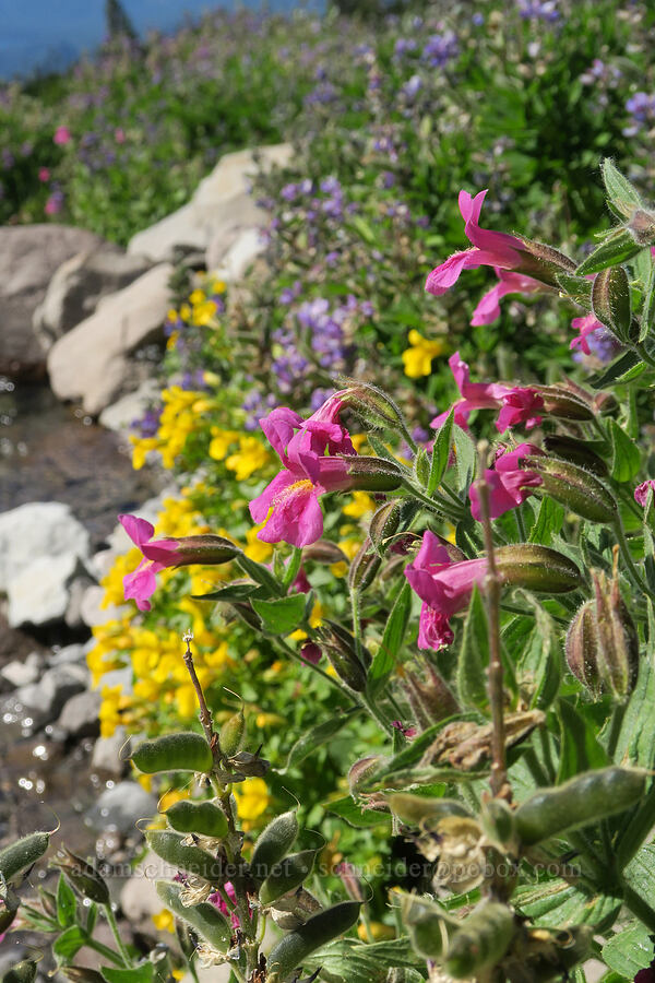 monkeyflowers & lupines (Erythranthe lewisii (Mimulus lewisii), Erythranthe guttata (Mimulus guttatus), Lupinus latifolius) [Glisan Creek, Mt. Hood Wilderness, Hood River County, Oregon]