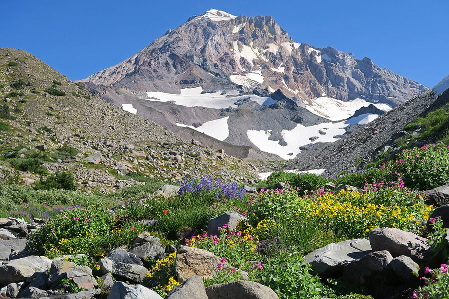 Mt. Hood & wildflowers (Erythranthe lewisii (Mimulus lewisii), Erythranthe guttata (Mimulus guttatus), Lupinus latifolius) [Glisan Creek, Mt. Hood Wilderness, Hood River County, Oregon]