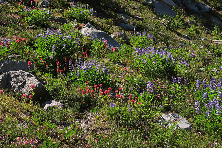 subalpine wildflowers (Castilleja parviflora var. oreopola, Lupinus latifolius, Phyllodoce empetriformis) [McNeil Point Trail, Mt. Hood Wilderness, Hood River County, Oregon]