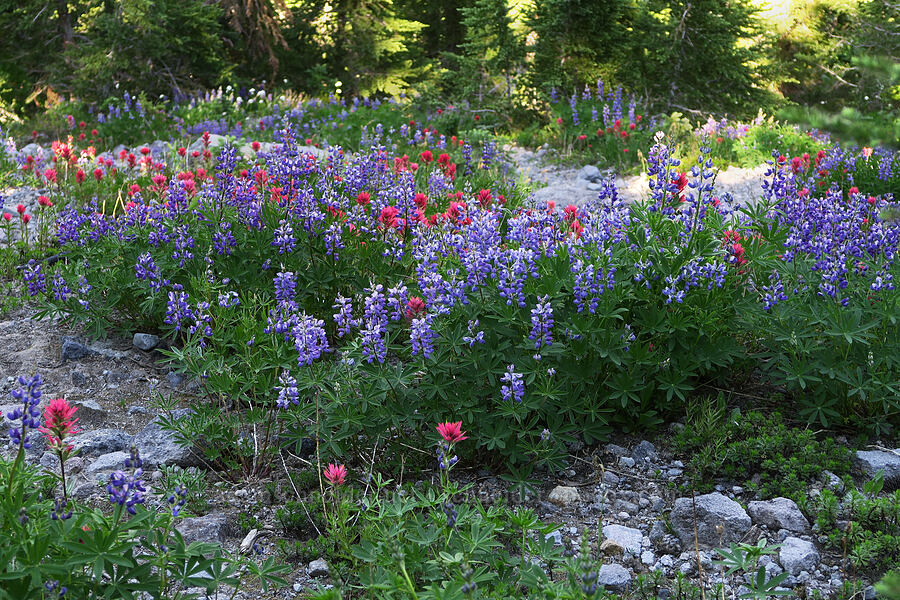 paintbrush & lupines (Castilleja parviflora var. oreopola, Lupinus latifolius) [Timberline Trail, Mt. Hood Wilderness, Hood River County, Oregon]