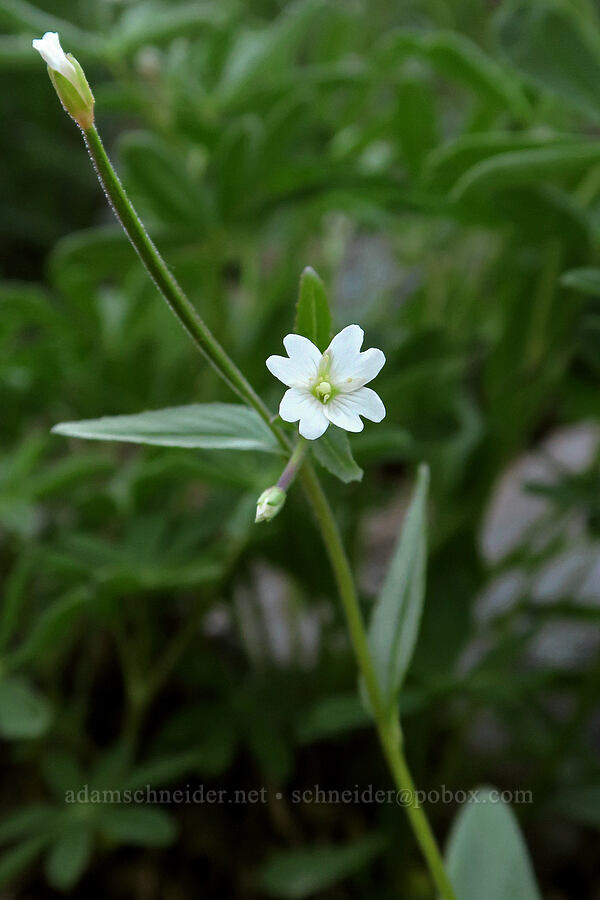 white-flowered willow-herb (Epilobium lactiflorum) [Timberline Trail, Mt. Hood Wilderness, Hood River County, Oregon]