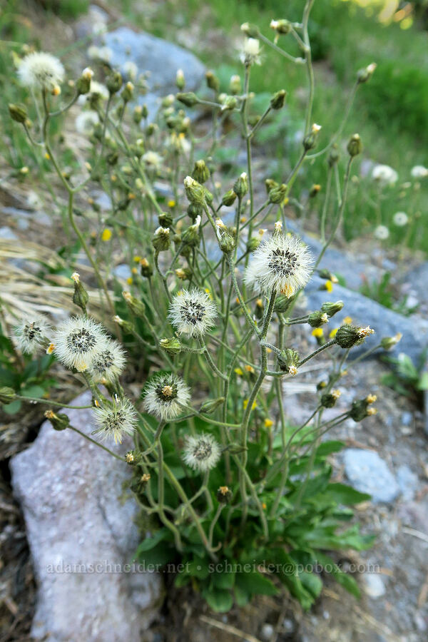 alpine hawkweed, going to seed (Hieracium gracile (Hieracium triste) (Pilosella tristis)) [Timberline Trail, Mt. Hood Wilderness, Hood River County, Oregon]
