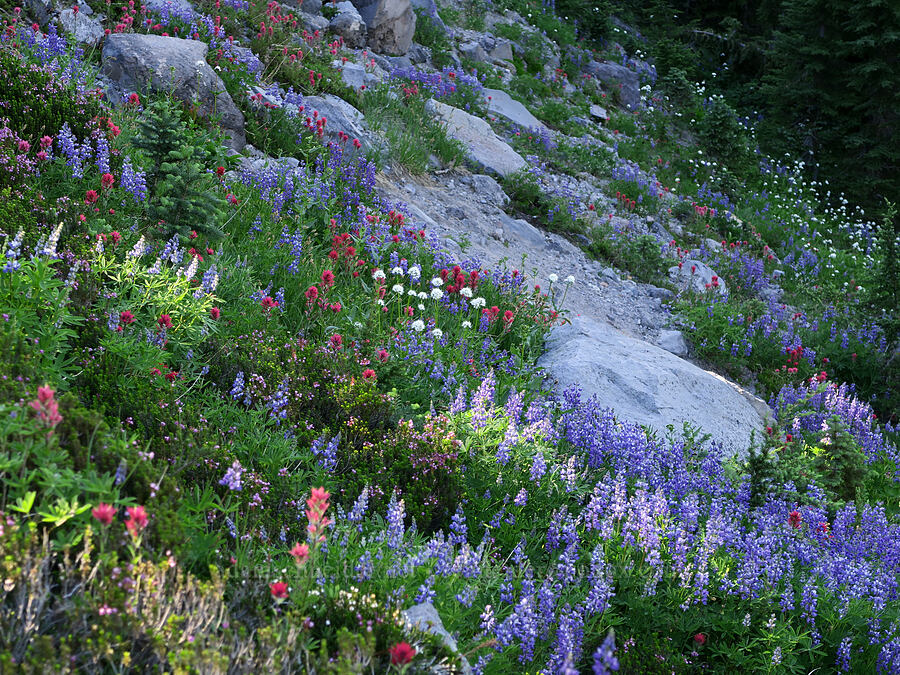 subalpine wildflowers (Lupinus latifolius, Valeriana sitchensis, Castilleja parviflora var. oreopola, Phyllodoce empetriformis) [Timberline Trail, Mt. Hood Wilderness, Hood River County, Oregon]