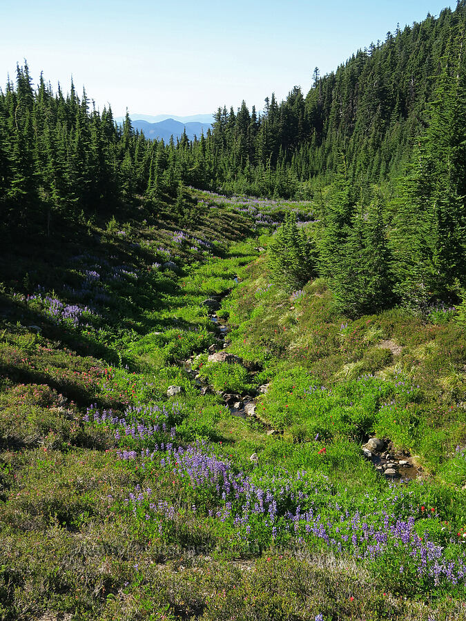 subalpine wildflowers [Timberline Trail, Mt. Hood Wilderness, Hood River County, Oregon]