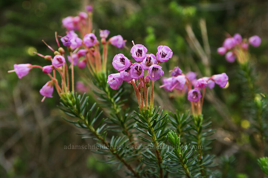 pink mountain heather (Phyllodoce empetriformis) [Mazama Trail, Mt. Hood Wilderness, Hood River County, Oregon]