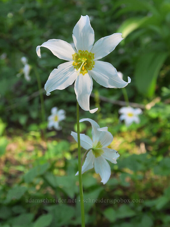avalanche lilies (Erythronium montanum) [Timberline Trail, Mt. Hood Wilderness, Hood River County, Oregon]