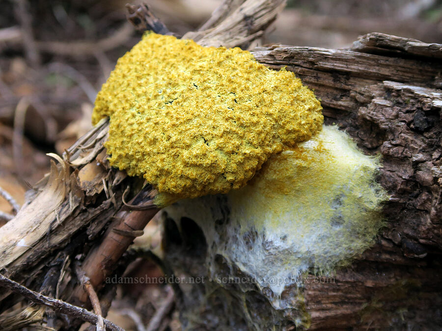 dog-vomit slime-mold (Fuligo septica) [Timberline Trail, Mt. Hood Wilderness, Clackamas County, Oregon]
