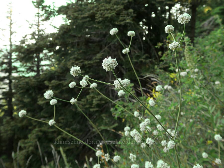 bare-stem buckwheat (Eriogonum nudum) [Bald Mountain, Mt. Hood Wilderness, Clackamas County, Oregon]