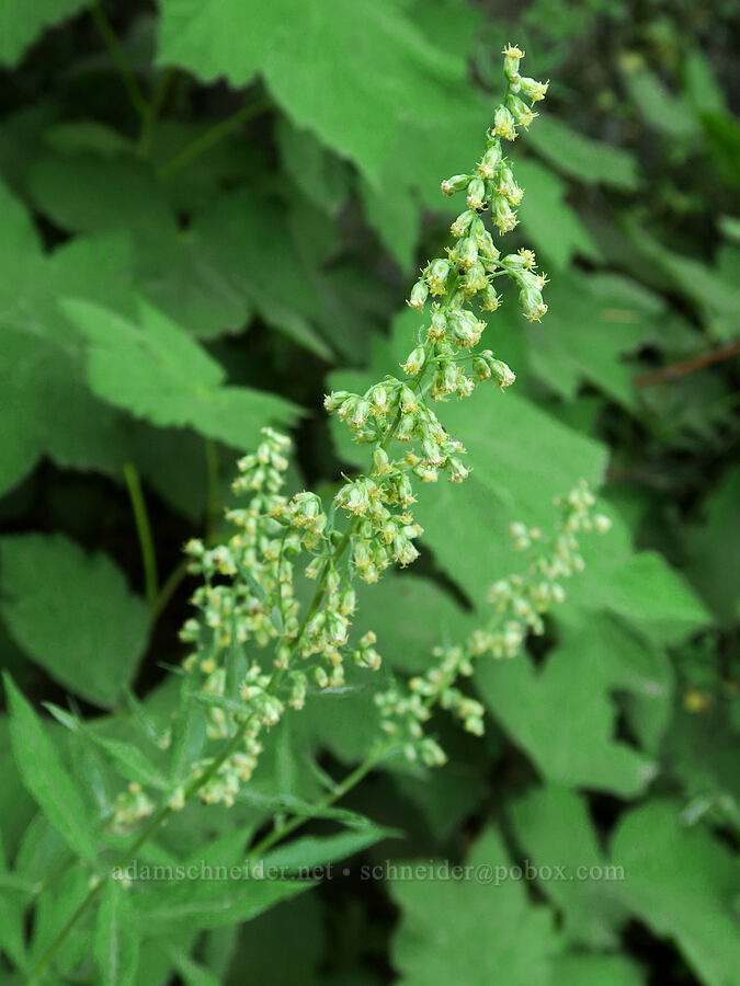 sagewort (Artemisia ludoviciana) [Bald Mountain, Mt. Hood Wilderness, Clackamas County, Oregon]