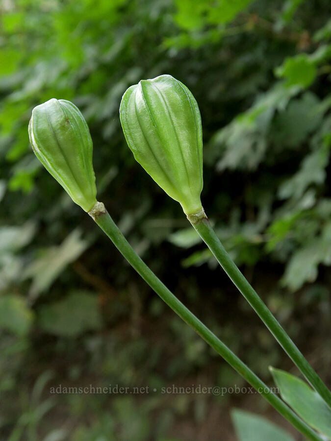 Washington lily seed pods (Lilium washingtonianum) [Bald Mountain, Mt. Hood Wilderness, Clackamas County, Oregon]