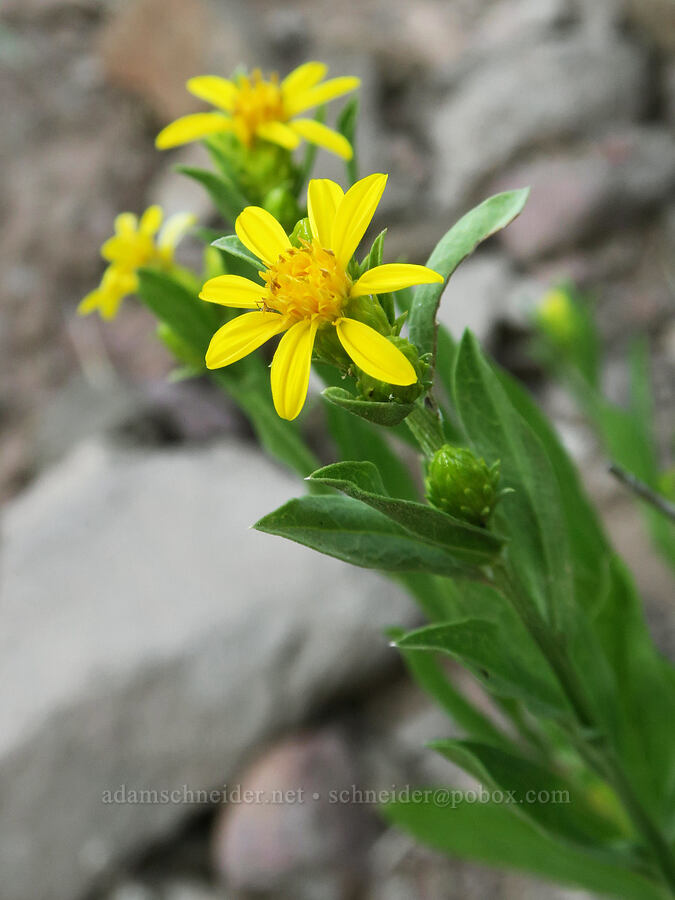 Hall's goldenweed (Columbiadoria hallii (Haplopappus hallii)) [Bald Mountain, Mt. Hood Wilderness, Clackamas County, Oregon]