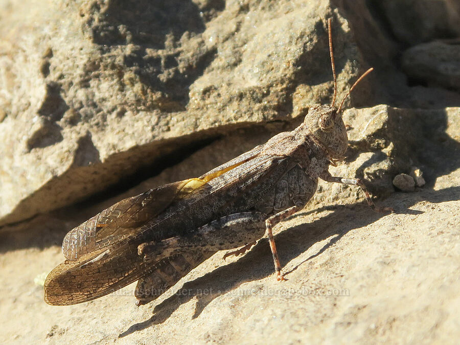 crackling forest grasshopper (Trimerotropis verruculata suffusa) [Bald Mountain, Mt. Hood Wilderness, Clackamas County, Oregon]
