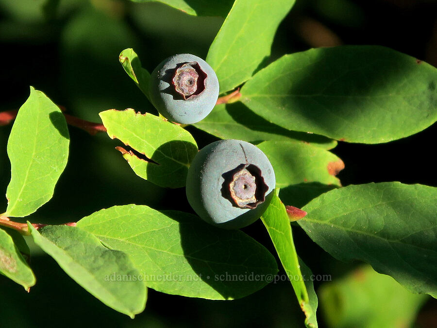 oval-leaf blueberries (Vaccinium ovalifolium) [Top Spur Trail, Mt. Hood National Forest, Clackamas County, Oregon]