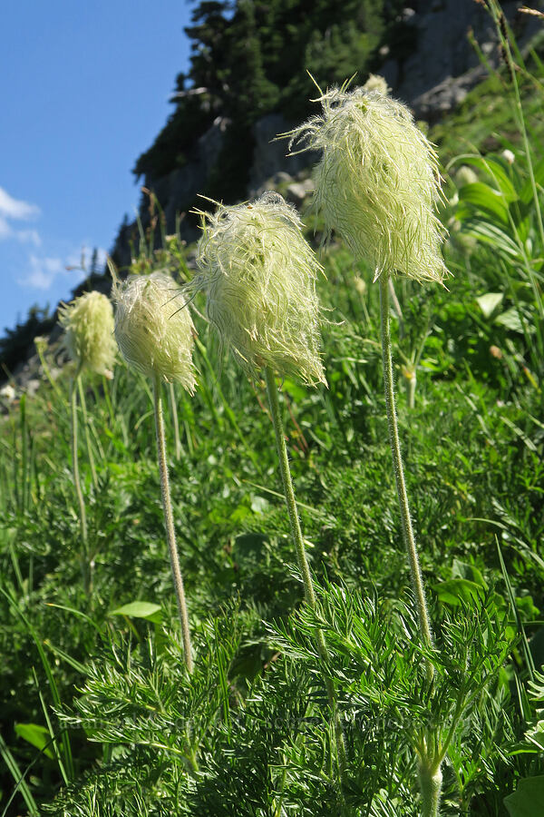 western pasqueflower seed heads (Anemone occidentalis (Pulsatilla occidentalis)) [Naches Peak climber's trail, Mt. Rainier National Park, Yakima County, Washington]