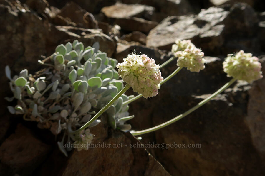 cushion buckwheat (Eriogonum ovalifolium) [Naches Peak, Mt. Rainier National Park, Yakima County, Washington]