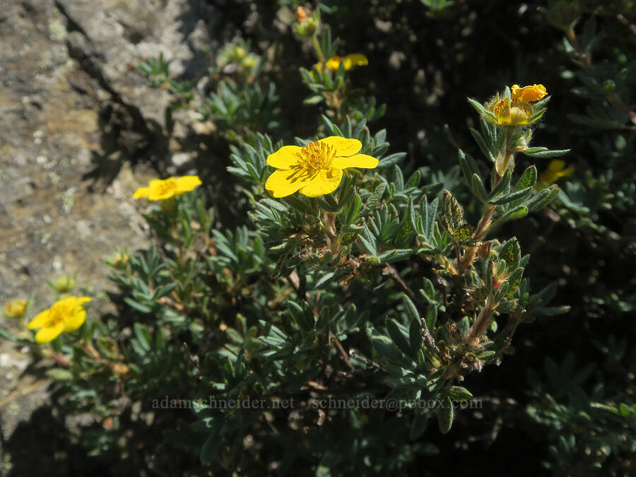 shrubby cinquefoil (Dasiphora fruticosa (Potentilla fruticosa)) [Naches Peak, Mt. Rainier National Park, Yakima County, Washington]