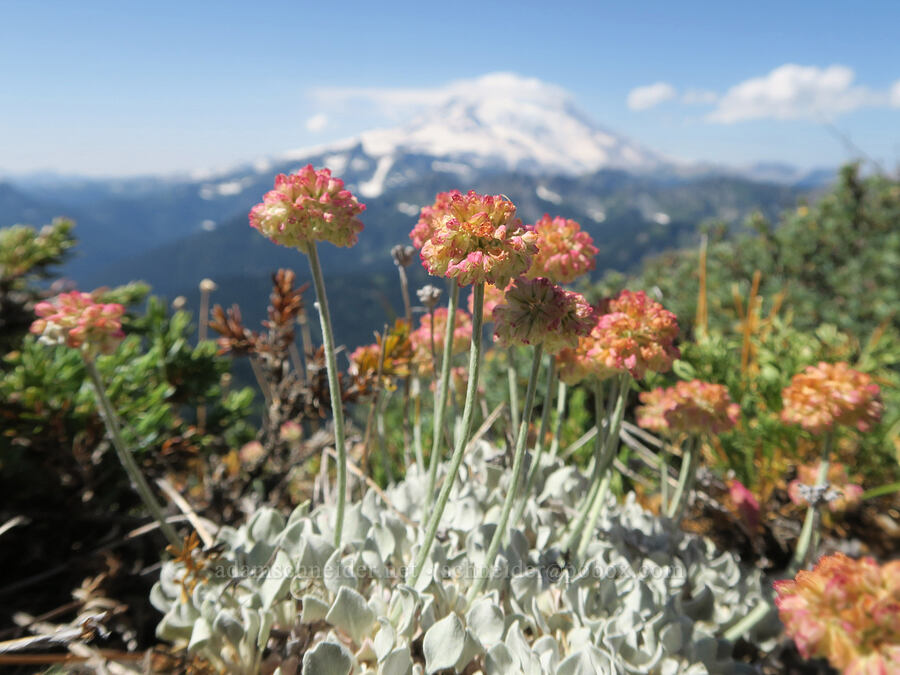 cushion buckwheat (Eriogonum ovalifolium) [Naches Peak summit, Okanogan-Wenatchee National Forest, Yakima County, Washington]
