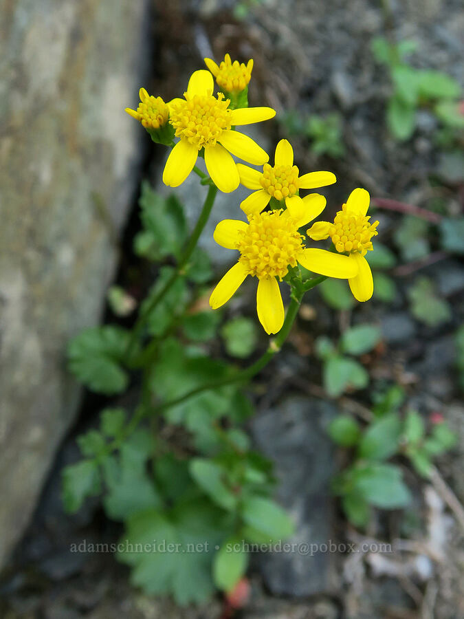 Flett's ragwort (Packera flettii (Senecio flettii)) [Naches Peak, Okanogan-Wenatchee National Forest, Yakima County, Washington]
