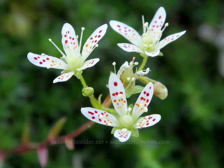 spotted saxifrage (Saxifraga bronchialis ssp. austromontana (Saxifraga austromontana)) [Naches Peak, Okanogan-Wenatchee National Forest, Yakima County, Washington]