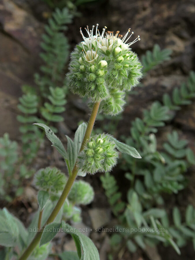 silver-leaf phacelia (Phacelia hastata) [Naches Peak, Okanogan-Wenatchee National Forest, Yakima County, Washington]