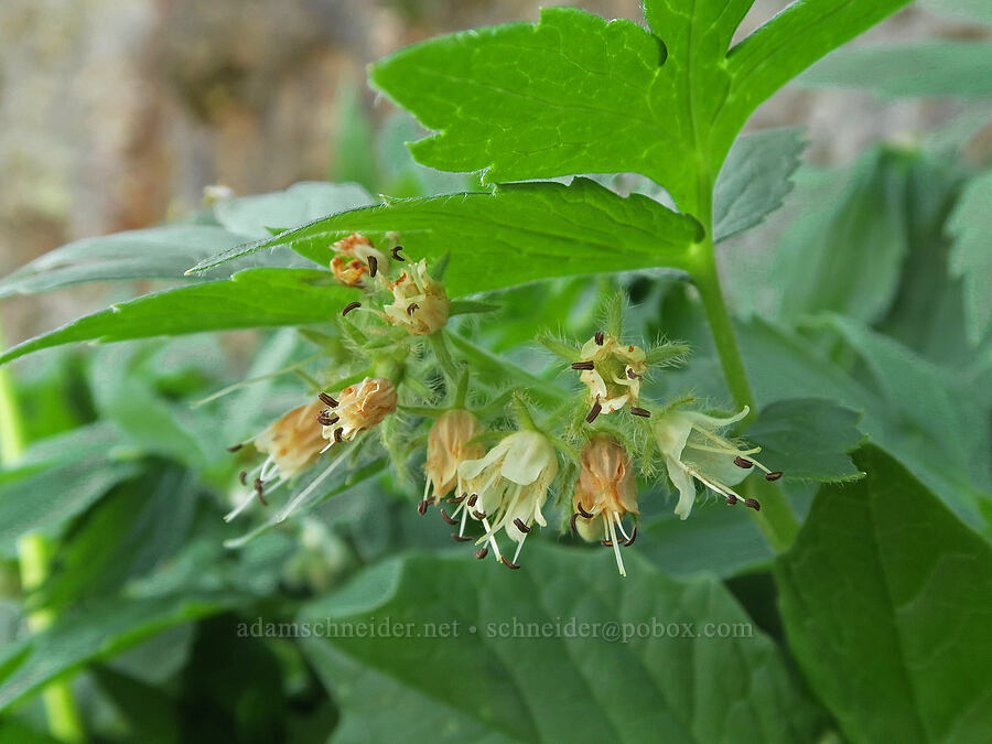 Fendler's waterleaf (Hydrophyllum fendleri var. albifrons (Hydrophyllum albifrons)) [Naches Peak, Okanogan-Wenatchee National Forest, Yakima County, Washington]