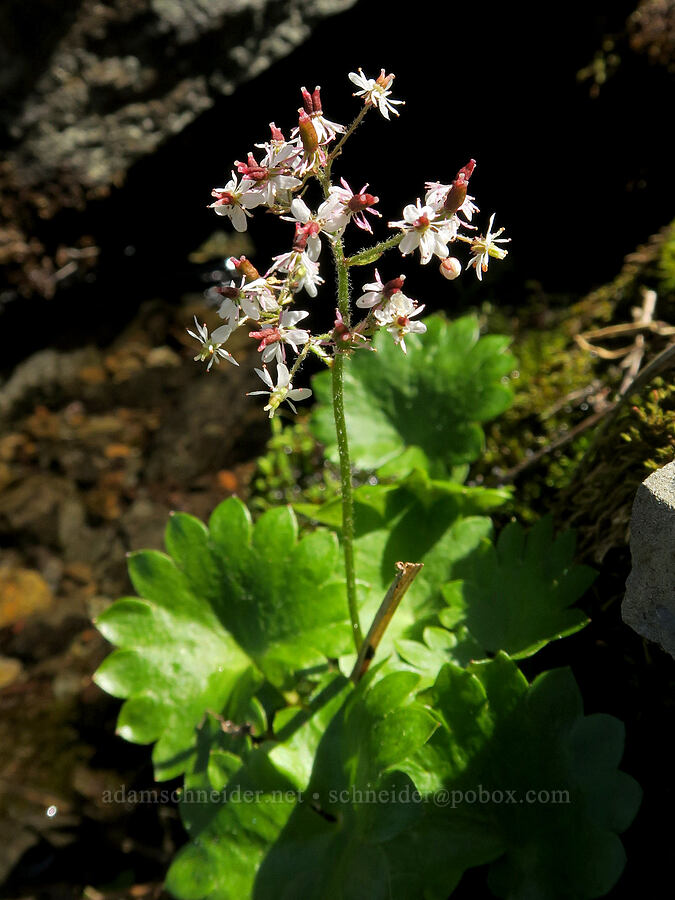 Nelson's saxifrage (Micranthes nelsoniana var. cascadensis (Saxifraga nelsoniana)) [Naches Peak, Okanogan-Wenatchee National Forest, Yakima County, Washington]