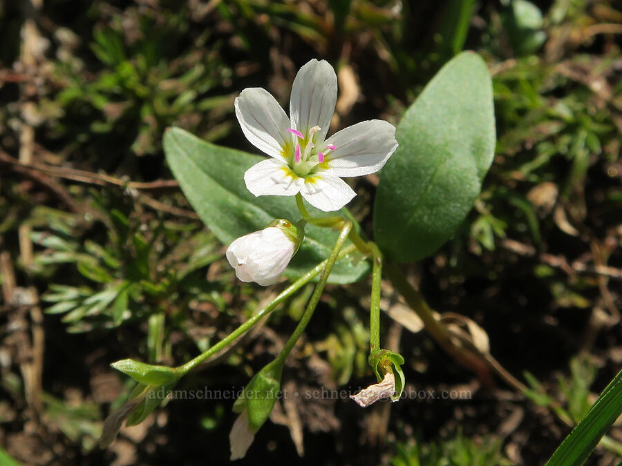 lance-leaf spring-beauty (Claytonia lanceolata) [Naches Peak, Okanogan-Wenatchee National Forest, Yakima County, Washington]