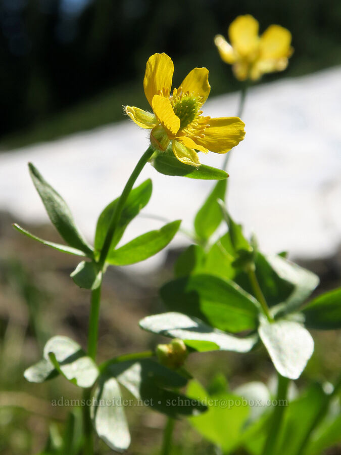 snow buttercups (Ranunculus eschscholtzii) [Naches Peak, Okanogan-Wenatchee National Forest, Yakima County, Washington]