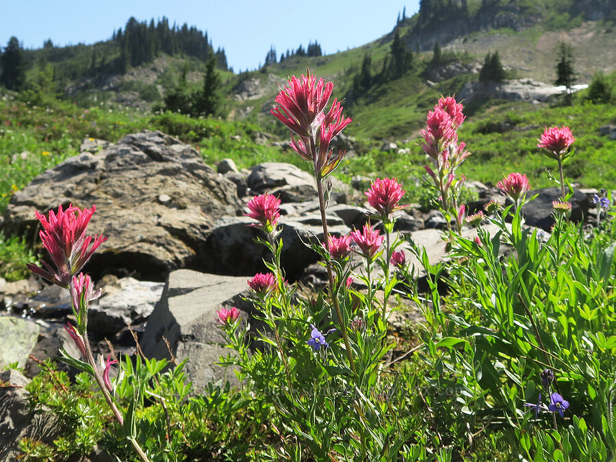 magenta paintbrush (Castilleja parviflora var. oreopola) [Naches Peak, William O. Douglas Wilderness, Yakima County, Washington]