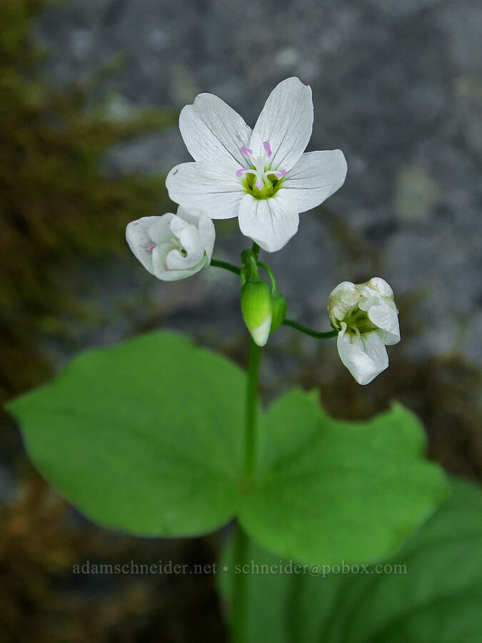 heart-leaf spring-beauty (Claytonia cordifolia (Montia cordifolia)) [Pacific Crest Trail, Okanogan-Wenatchee National Forest, Yakima County, Washington]