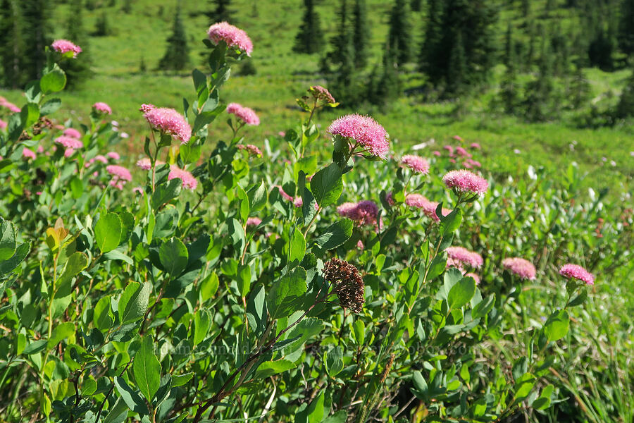 subalpine spirea (Spiraea splendens (Spiraea densiflora)) [Upper Tipsoo Lake, Mt. Rainier National Park, Pierce County, Washington]