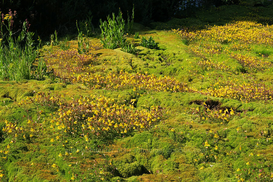 monkeyflowers & moss (Erythranthe caespitosa (Mimulus caespitosus)) [Upper Tipsoo Lake, Mt. Rainier National Park, Pierce County, Washington]