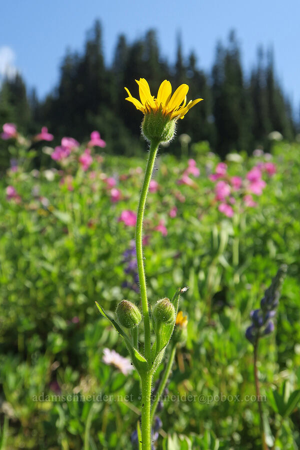 hairy arnica (Arnica mollis) [Upper Tipsoo Lake, Mt. Rainier National Park, Pierce County, Washington]