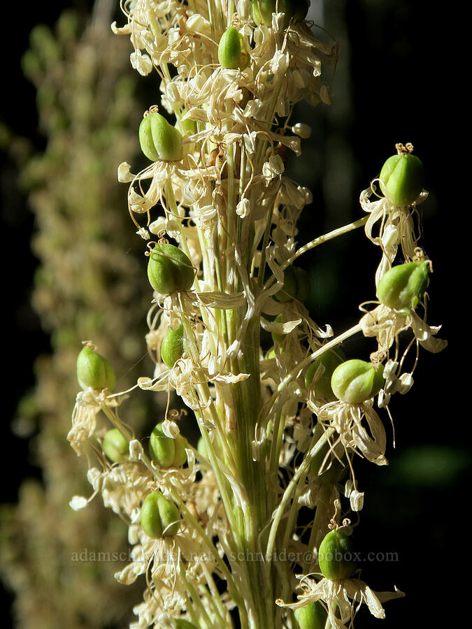 beargrass, going to seed (Xerophyllum tenax) [Obsidian Trail, Willamette National Forest, Lane County, Oregon]