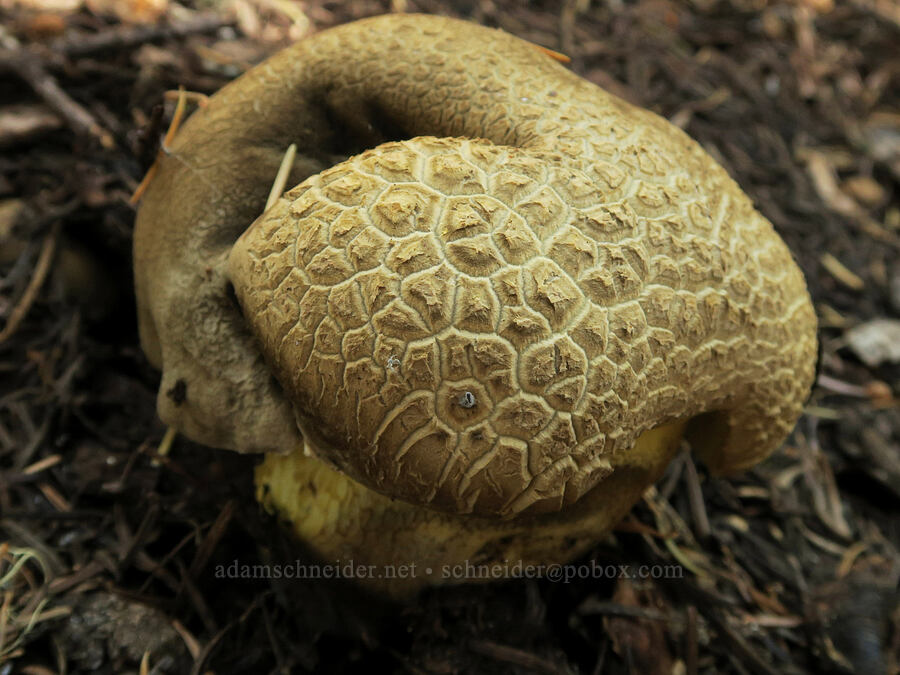mushroom [Obsidian Trail, Three Sisters Wilderness, Lane County, Oregon]