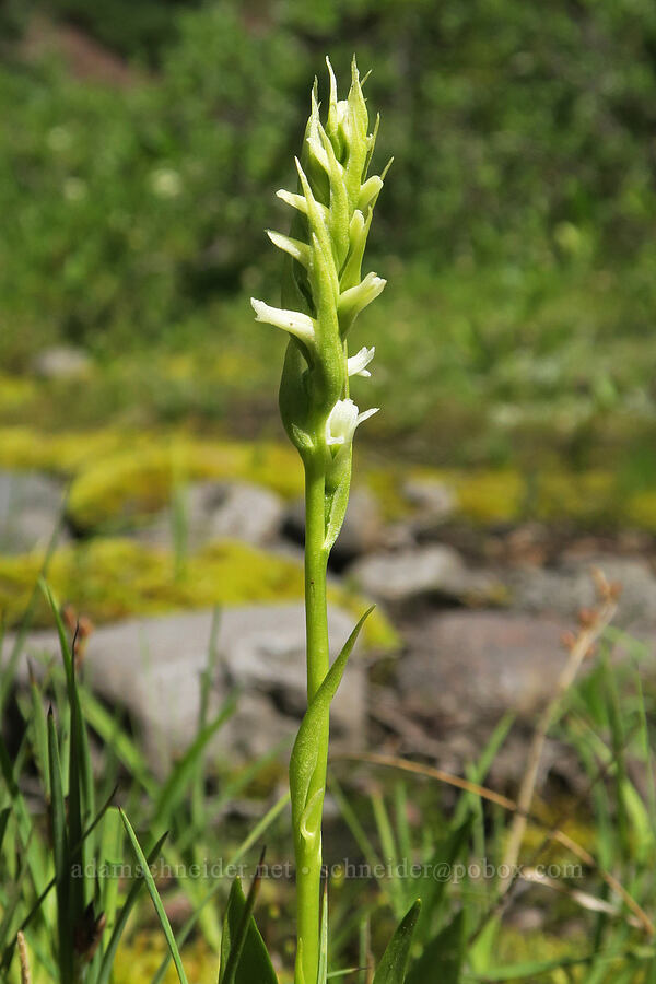 hooded ladies' tresses (Spiranthes romanzoffiana) [Obsidian Trail, Three Sisters Wilderness, Lane County, Oregon]