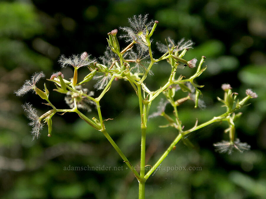 Sitka valerian, gone to seed (Valeriana sitchensis) [Glacier Way Trail, Three Sisters Wilderness, Lane County, Oregon]