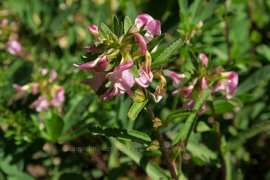 pink sickle-top lousewort (Pedicularis racemosa) [Glacier Way Trail, Three Sisters Wilderness, Lane County, Oregon]