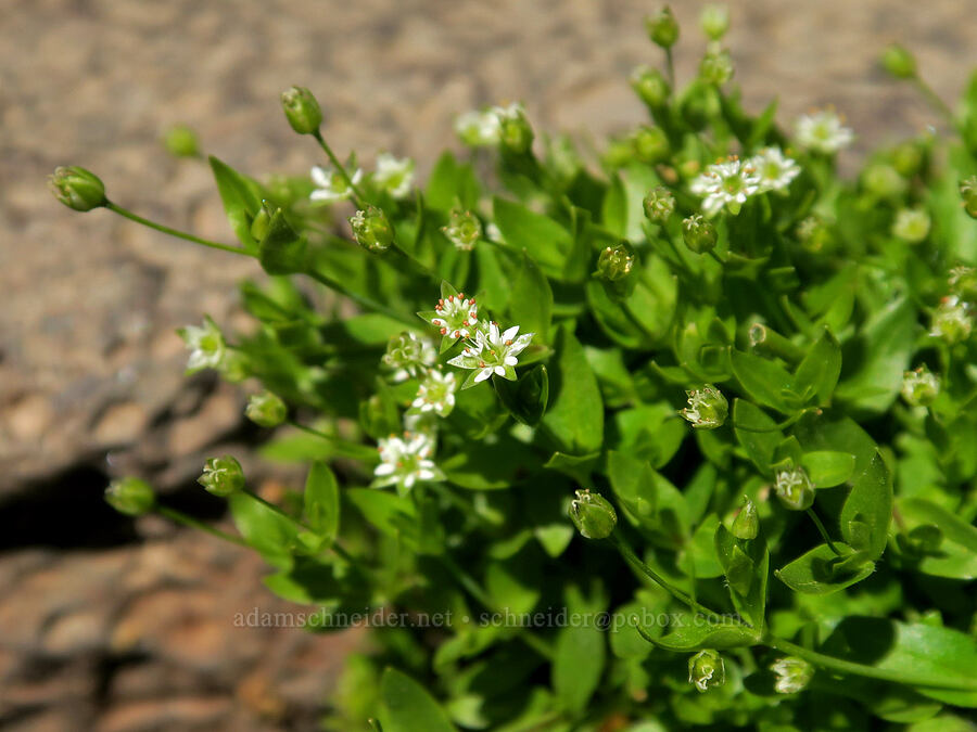 northern starwort (Stellaria calycantha (Alsine calycantha)) [Pacific Crest Trail, Three Sisters Wilderness, Lane County, Oregon]