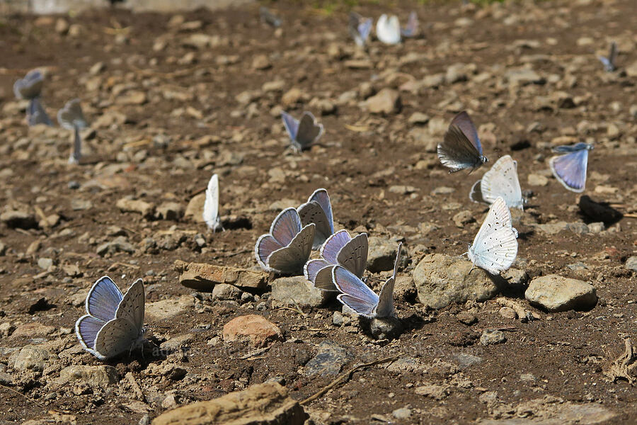 various blue butterflies [Pacific Crest Trail, Three Sisters Wilderness, Lane County, Oregon]