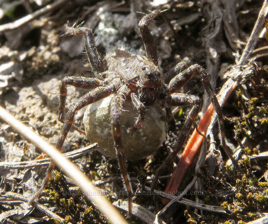 wolf spider with eggs [Pacific Crest Trail, Three Sisters Wilderness, Lane County, Oregon]
